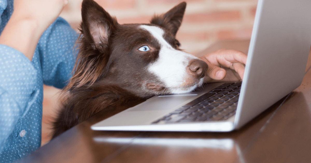 Top 5 Benefits of Adding a Secure Pet Portal Account to Your Vet Website