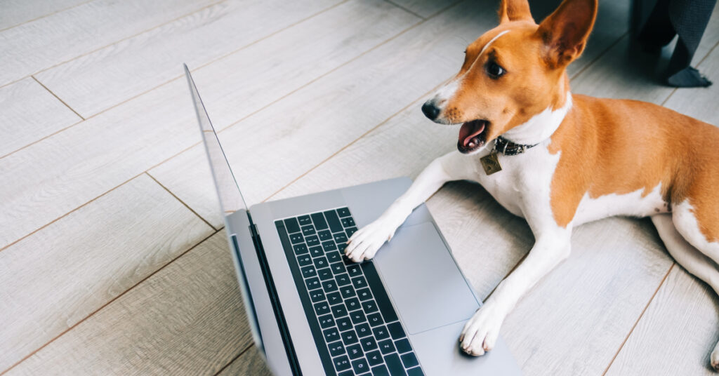 Surprised dog looking at laptop screen. 