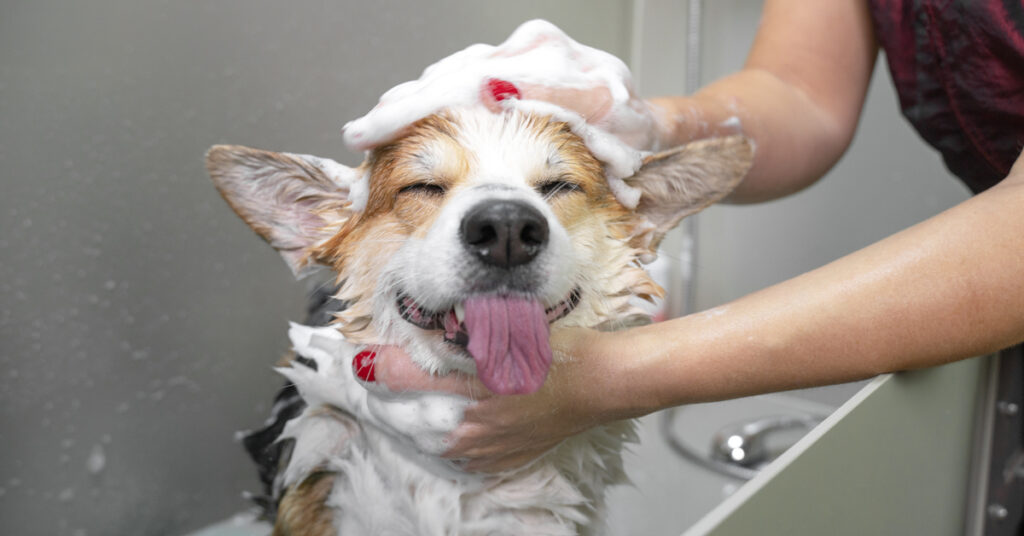 Washing a happy dog.