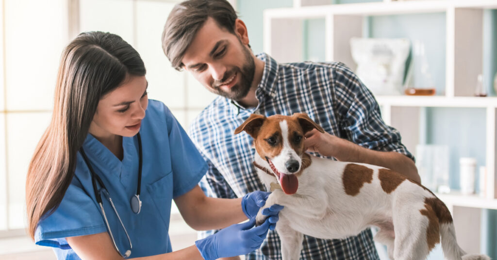Veterinarian checkup for your dog. 