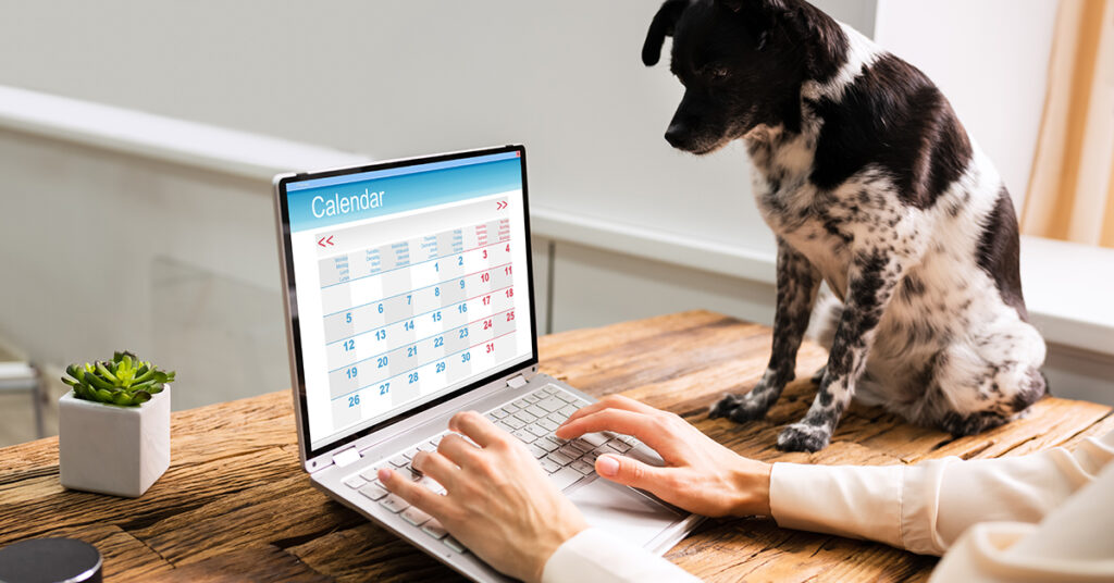 Dog looking at calendar on laptop. 