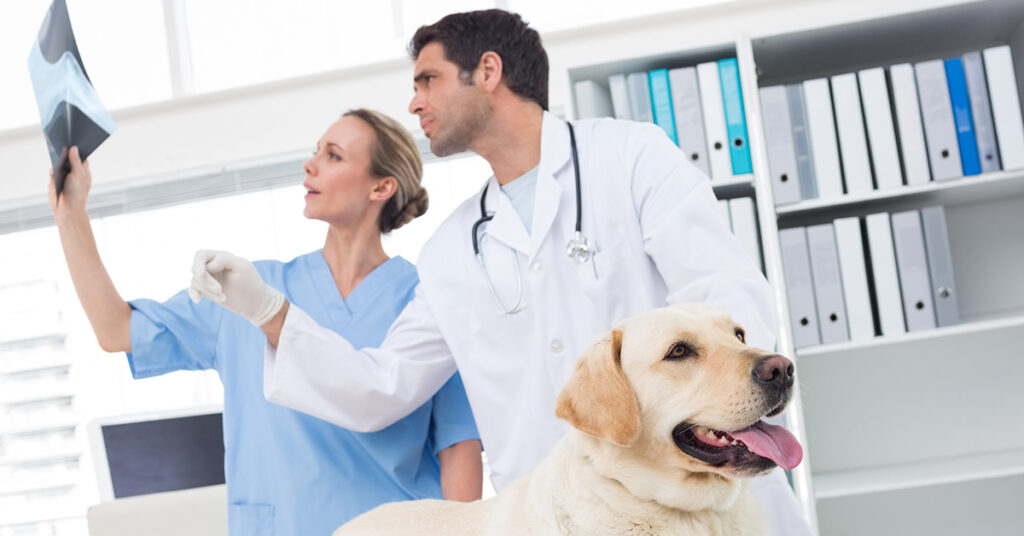 Veterinarian going over dog x-ray with nurse