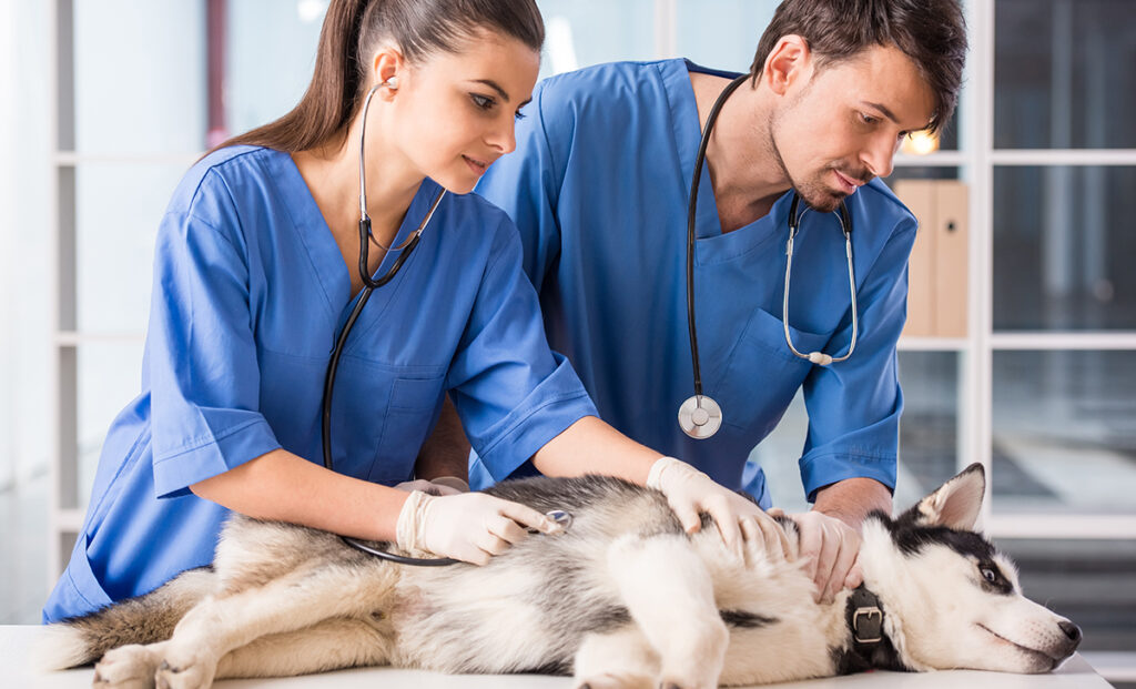 Vet professionals working together to check dog. 