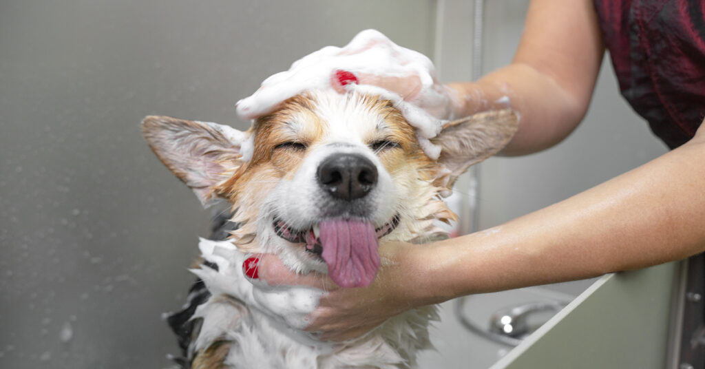Dog getting a bath.