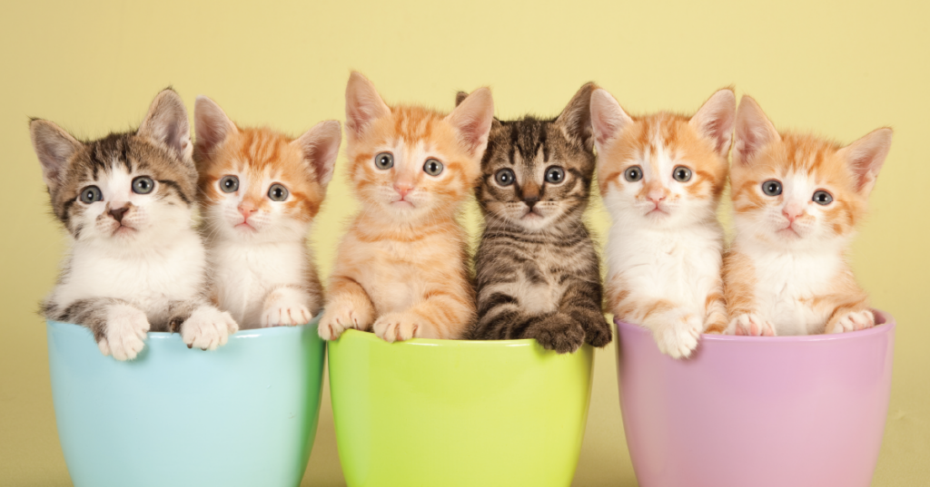 kittens sitting in mugs. 