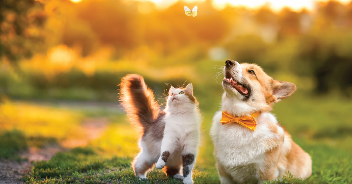 Photo of a happy dog and cat. 