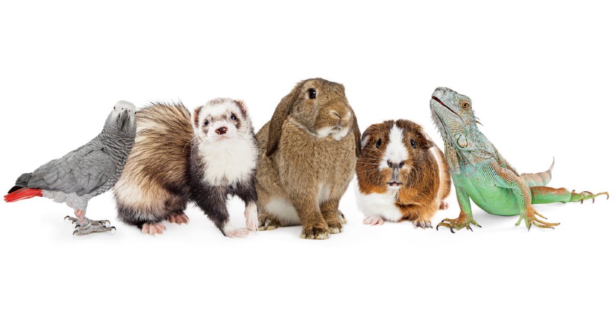 photo of exotic pets. 