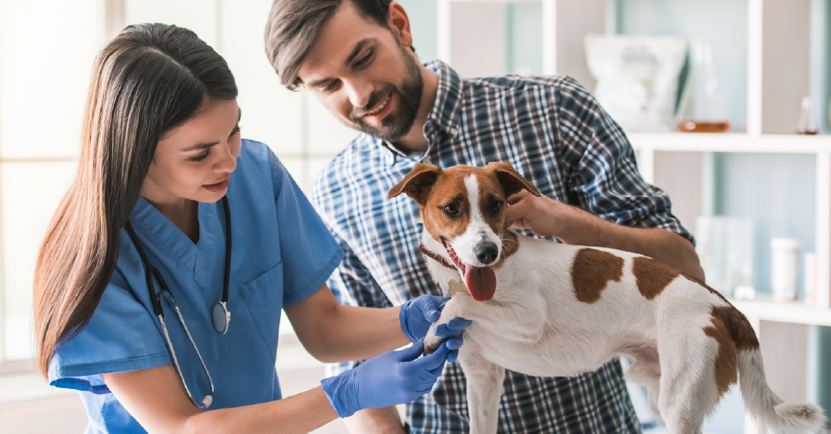 veterinarian examining pet dog. 