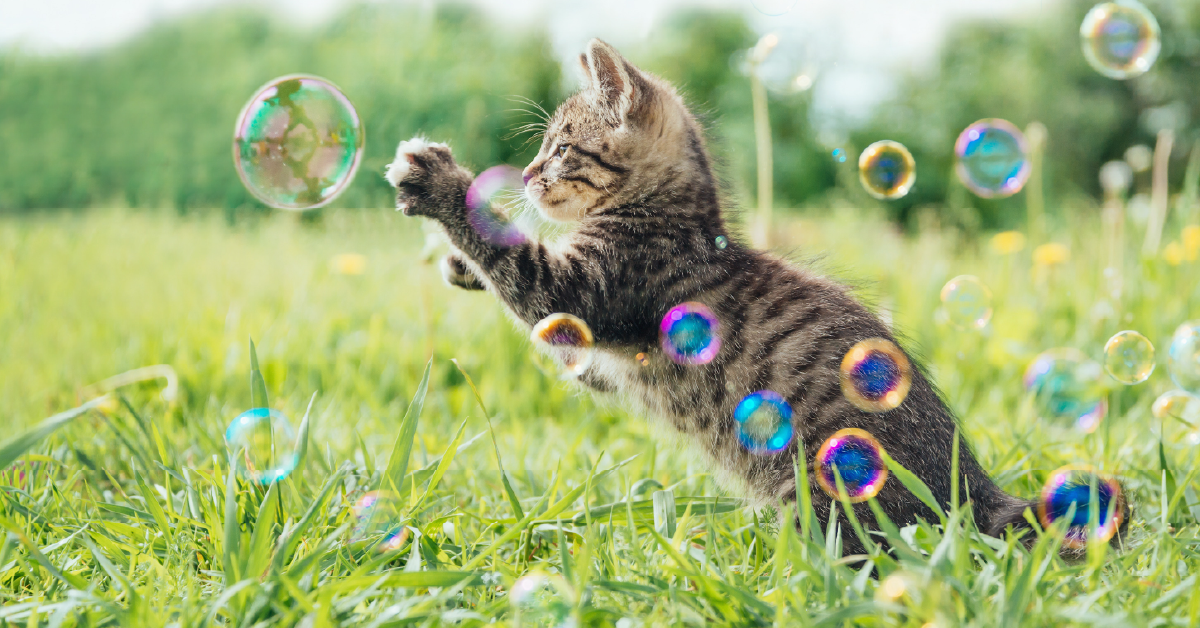 Kitten playing with bubbles. 