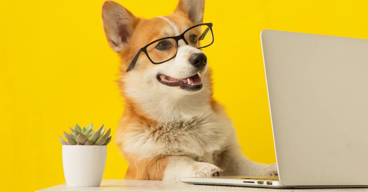 Dog with glasses playing on the lap top. 