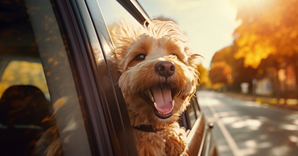 Smiling dog with head out car window during drive.