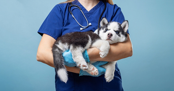 Veterinarian holding Husky puppy wearing blue gloves.