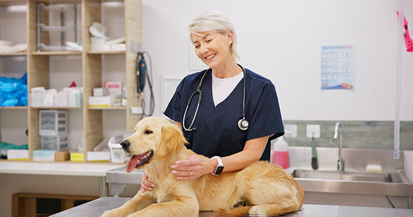 Veterinarian with dog for healthcare checkup at veterinary clinic