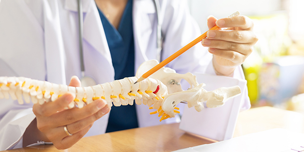 chiropractor holding spine structure to explain the patient