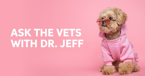 A stylish dog in a pink hoodie and sunglasses.