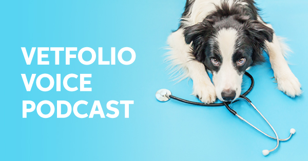 A border collie with a stethoscope around its neck.