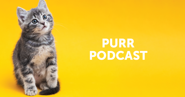 A cute grey kitten on a yellow background for Purr Podcast.