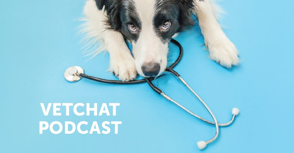 A dog with a stethoscope for the Vetchat Podcast.