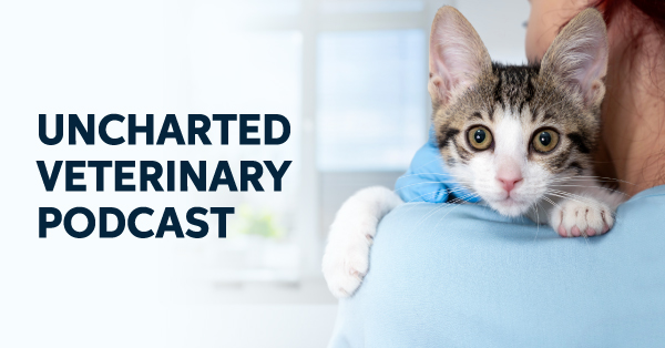 A small kitten looking over a veterinarian's shoulder.