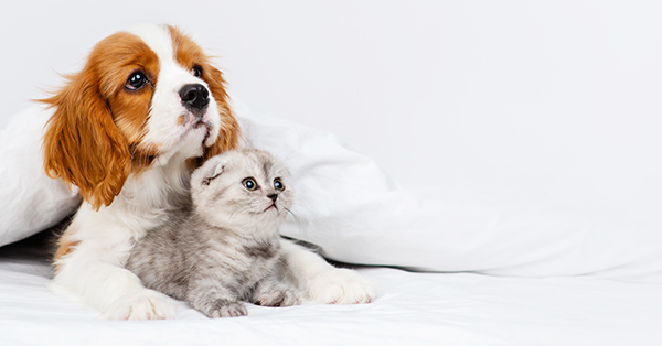 puppy and kitten photoshoot