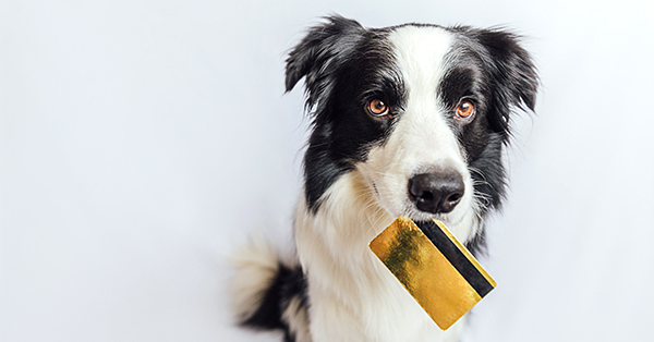 Border Collie with golden bank credit card in mouth