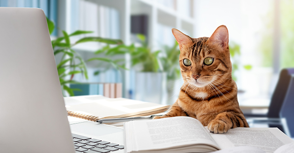 Cat and a laptop