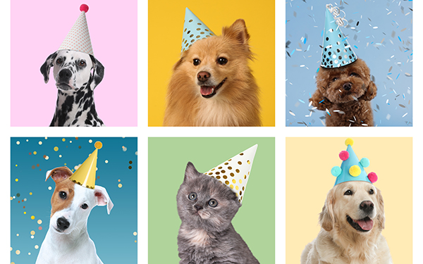 Cat and dogs in party hats