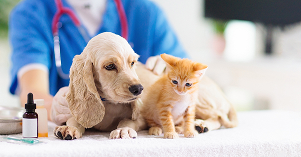 Vet examining dog and cat