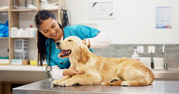dog at veterinary clinic with doctor