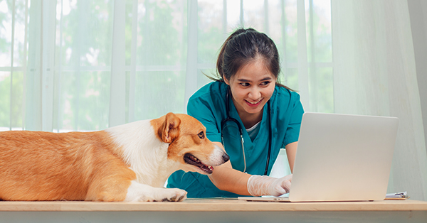 Veterinarian examines Corgi dog at clinic