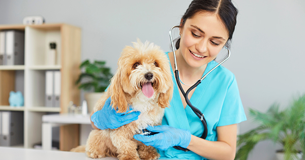Veterinarian conducting checkup