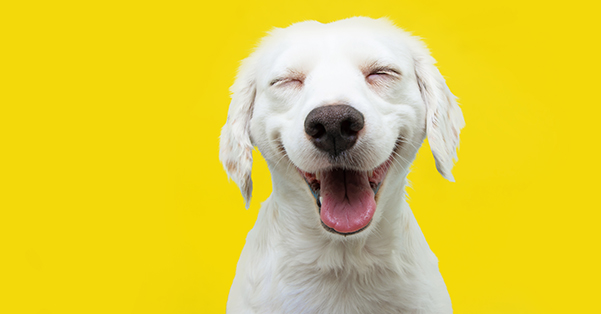happy puppy dog smiling