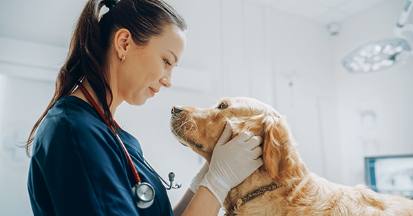Healthy Pet on a Check Up Visit in Modern Veterinary Clinic